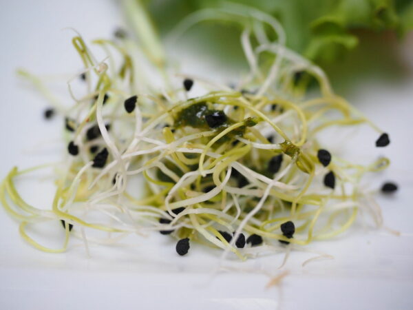 Alfalfa Sprossen