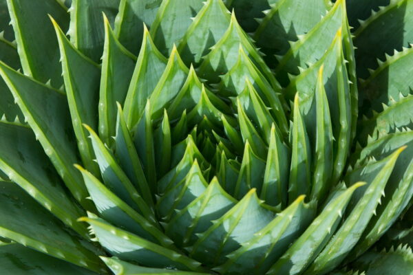 Aloe Vera Heilpflanze