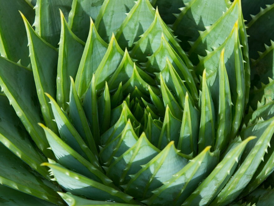 Aloe Vera Heilpflanze