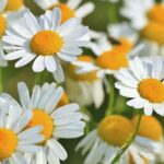 Kamille Kamillenblüte Heilkraut