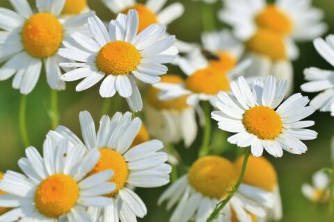 Kamille Kamillenblüte Heilkraut