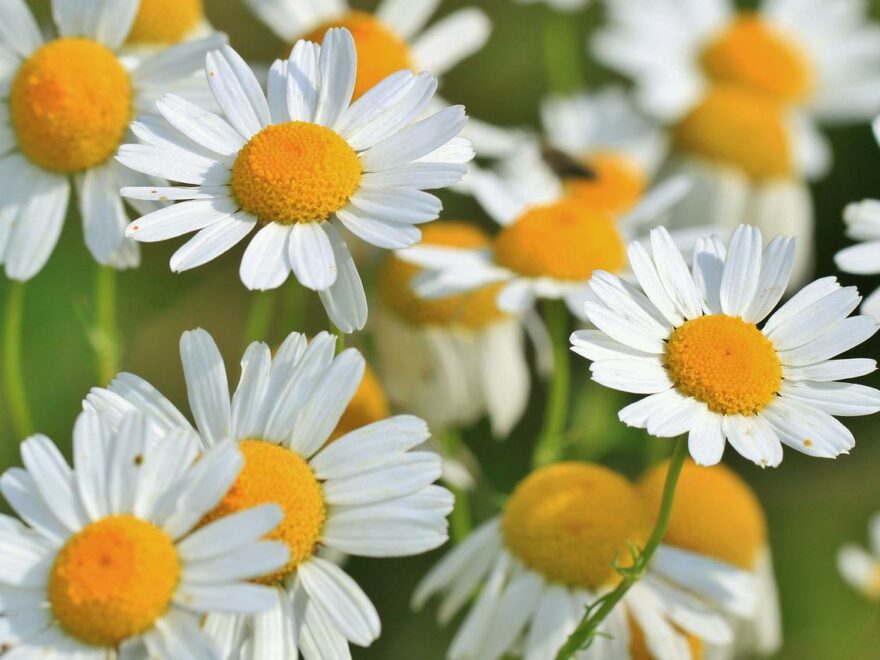 Kamille Kamillenblüte Heilkraut