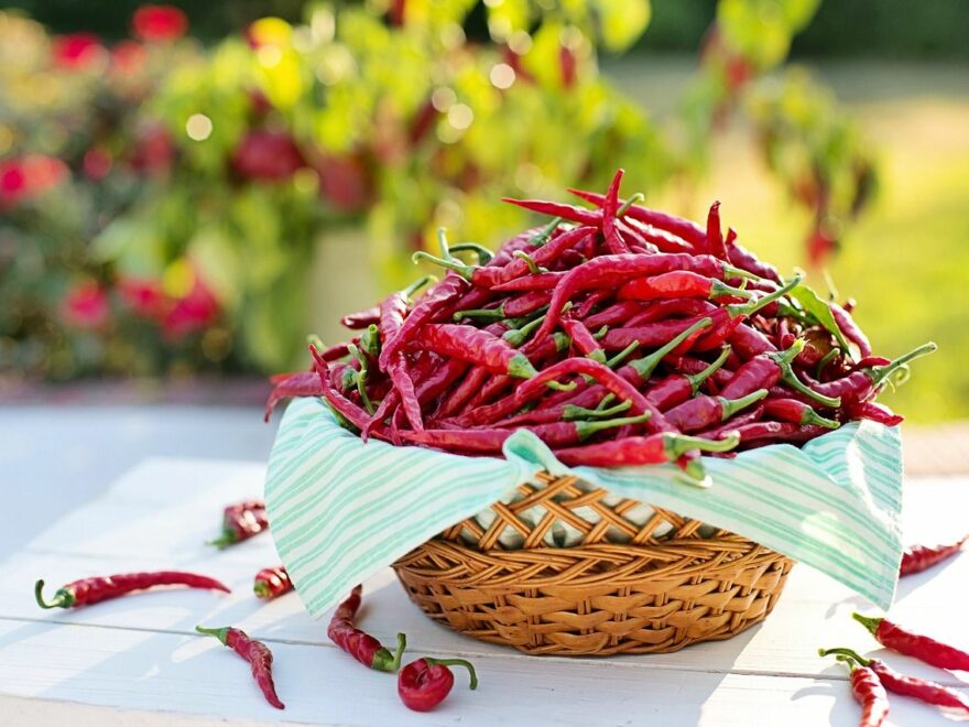 Cayenne Chilischoten