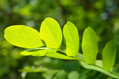 Chlorophyll aus grünen Blättern