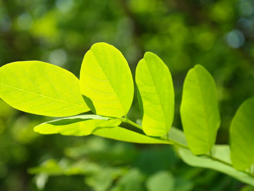 Chlorophyll aus grünen Blättern