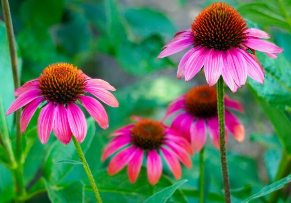 Echinacea der Rote Sonnenhut
