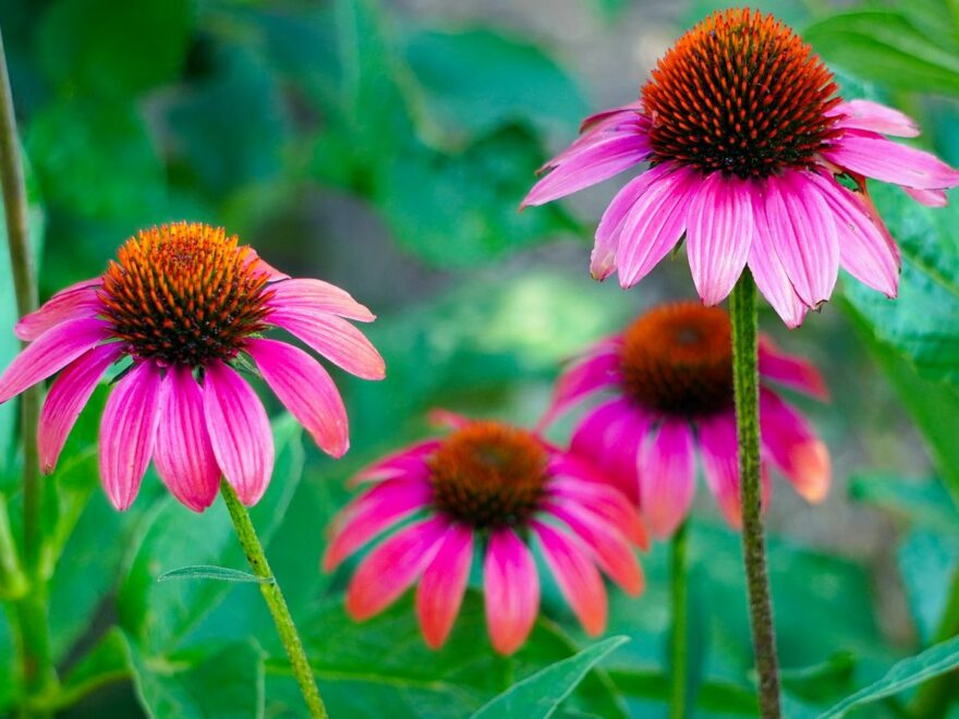 Echinacea der Rote Sonnenhut