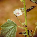 Echter Eibisch Althaea Officinalis