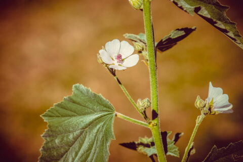 Echter Eibisch Althaea Officinalis