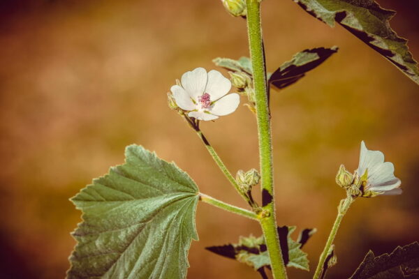 Echter Eibisch Althaea Officinalis