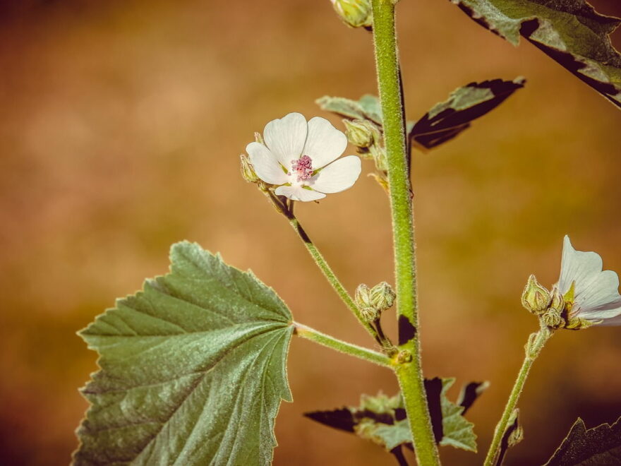 Echter Eibisch Althaea Officinalis