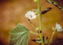 Echter Eibisch Althaea Officinalis