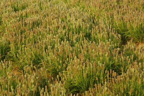 Flohsamen Plantago ovata auf Feld