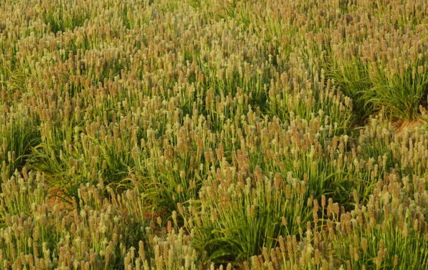 Flohsamen Plantago ovata auf Feld
