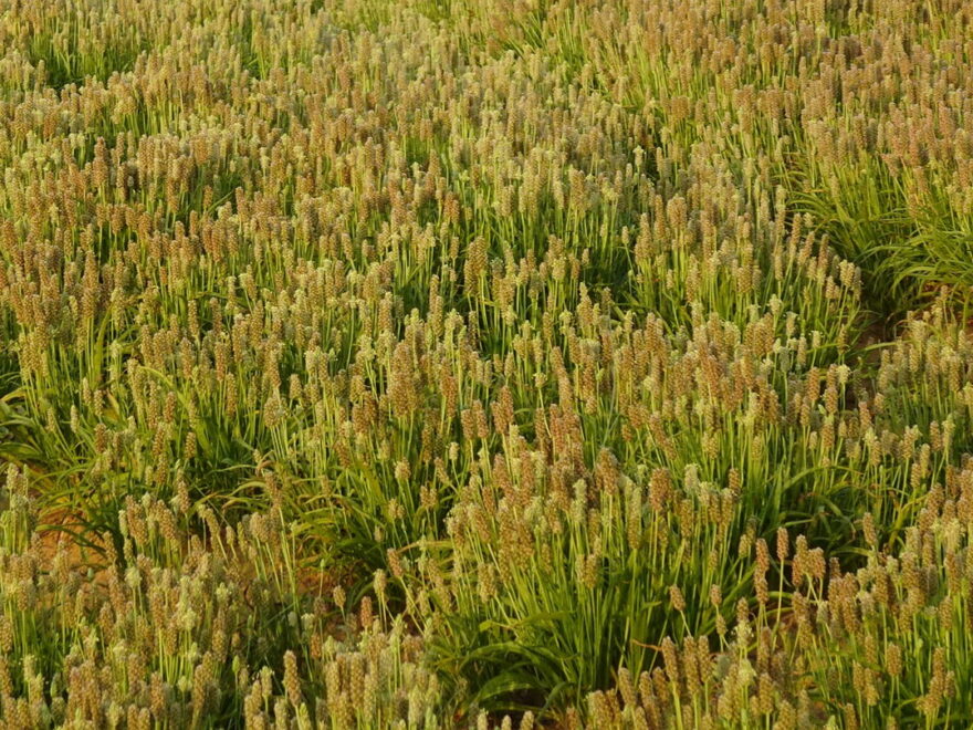 Flohsamen Plantago ovata auf Feld