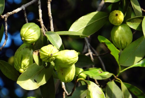 Garcinia Cambogia Pflanze und Früchte