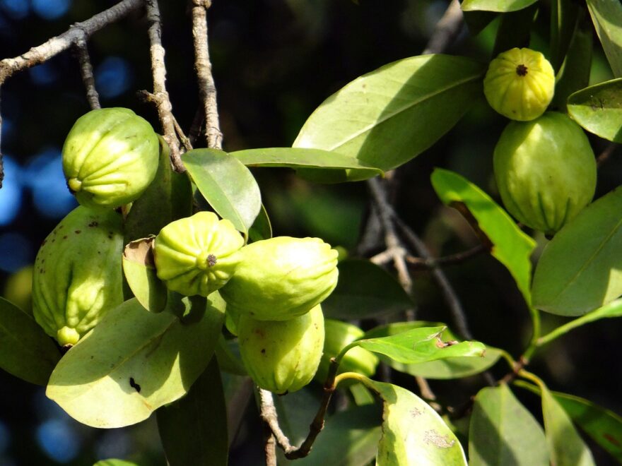 Garcinia Cambogia Pflanze und Früchte