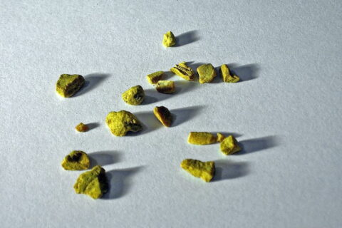 Goldsiegelwurzel oder auch Kanadische Orangenwurzel (Hydrastis canadensis) getrocknet