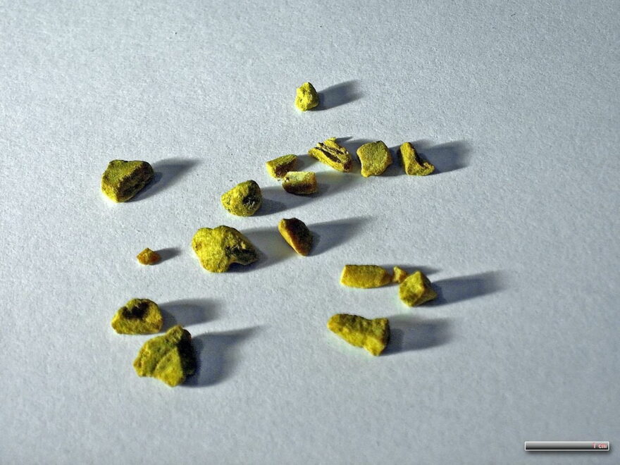 Goldsiegelwurzel oder auch Kanadische Orangenwurzel (Hydrastis canadensis) getrocknet