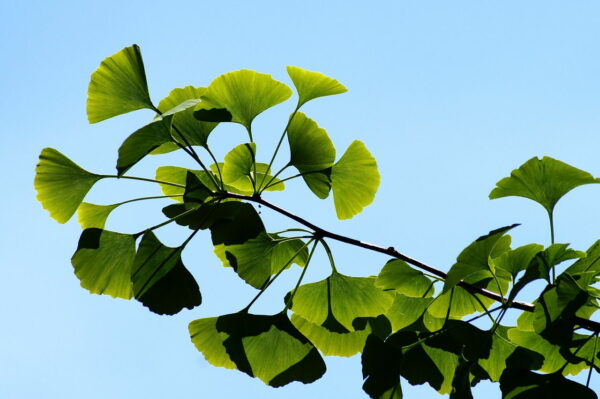 Ginkgo Biloba Blätter Nahaufnahme