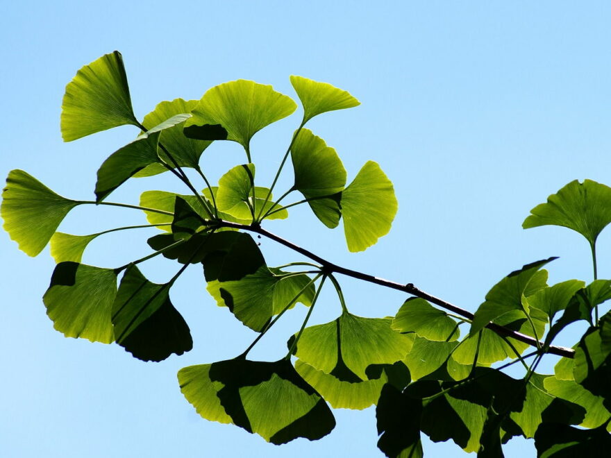 Ginkgo Biloba Blätter Nahaufnahme