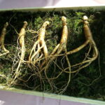 Ginseng Wurzeln