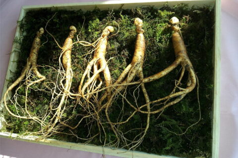 Ginseng Wurzeln