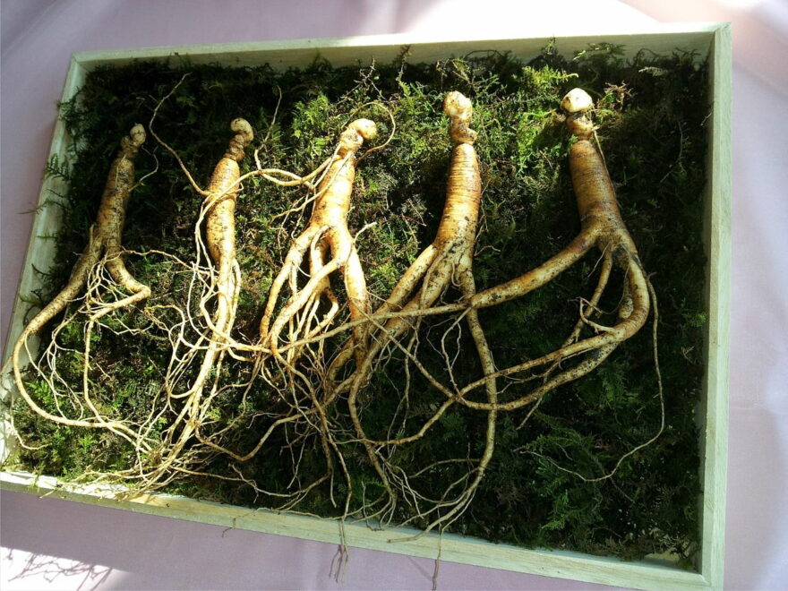 Ginseng Wurzeln