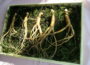 Ginseng Wurzeln