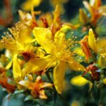 Echte Johanniskraut Blüte