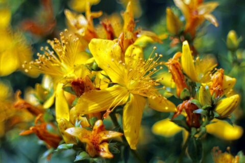 Echte Johanniskraut Blüte