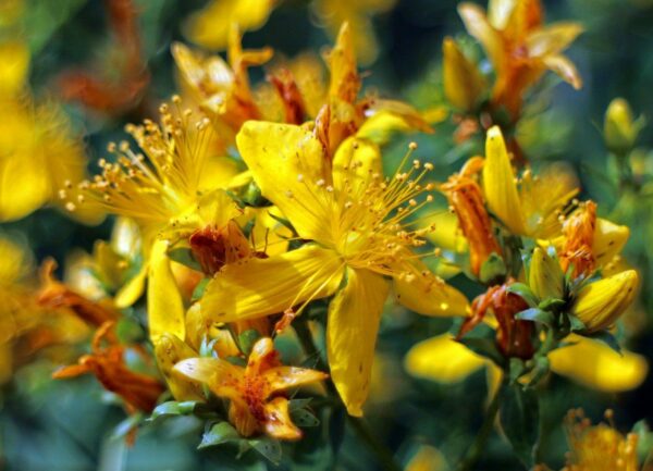 Echte Johanniskraut Blüte
