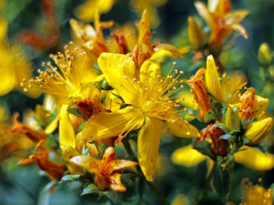Echte Johanniskraut Blüte