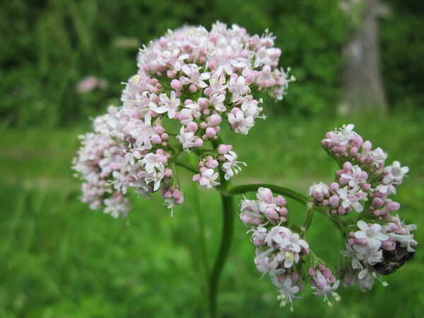 Valeriana Officinalis Garten Baldrian