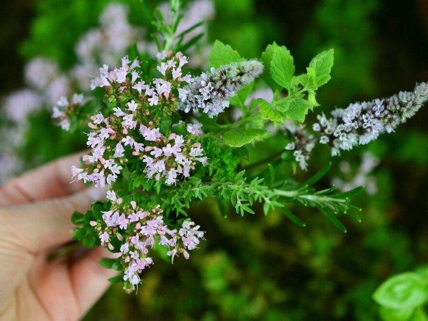 Heilpflanzen und Kräuter im Garten