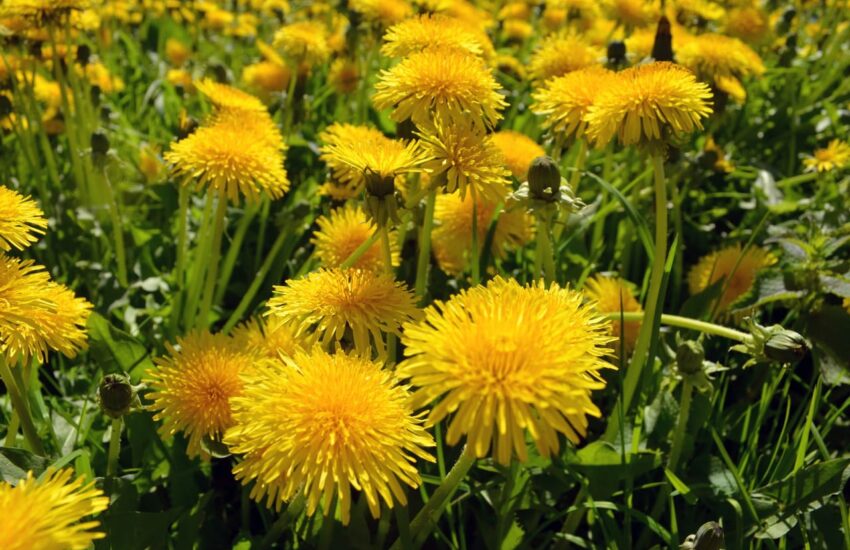 Löwenzahn - Taraxacum officinale