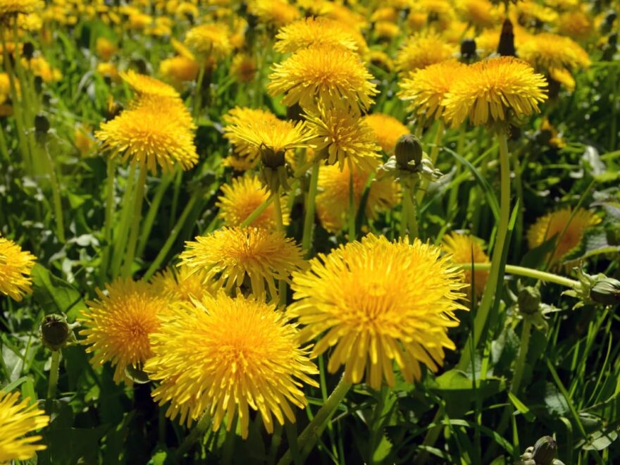 Löwenzahn - Taraxacum officinale