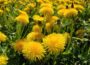 Löwenzahn - Taraxacum officinale