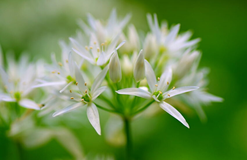 Bärlauch Blüte