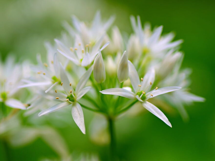 Bärlauch Blüte
