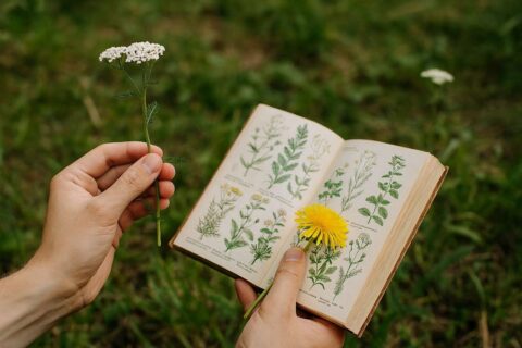 Wildkräuter bestimmen mit Bestimmungsbuch und frischen Pflanzen in der Hand