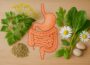 Darmgesundheit fördern mit natürlichen Mitteln und gesunder Darmflora