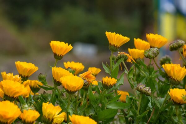 Ringelblume im Garten – Tipps zu Anbau, Pflege und Ernte Ringelblume im Garten beim Anbau und in voller Blüte