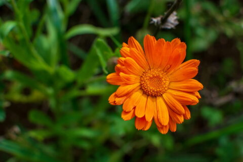 Ringelblume mit orangefarbener Blüte im Garten