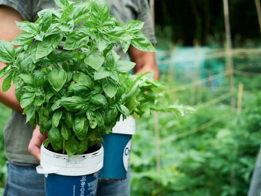 Basilikum Pflege Grundlagen – gesunde Basilikumpflanzen im Topf im Garten