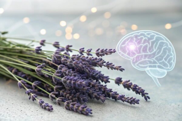 Wie Lavendel das zentrale Nervensystem zur Entspannung beeinflusst Wissenschaftliche Darstellung der beruhigenden Wirkung von Lavendel für besseren Schlaf auf das Gehirn und die neuralen Bahnen.