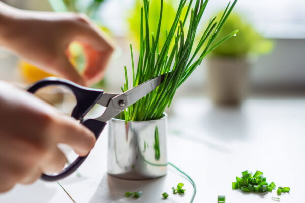 Schnittlauch richtig schneiden – frische Ernte im Topf Schnittlauch wird im Topf mit einer Schere bodennah geschnitten