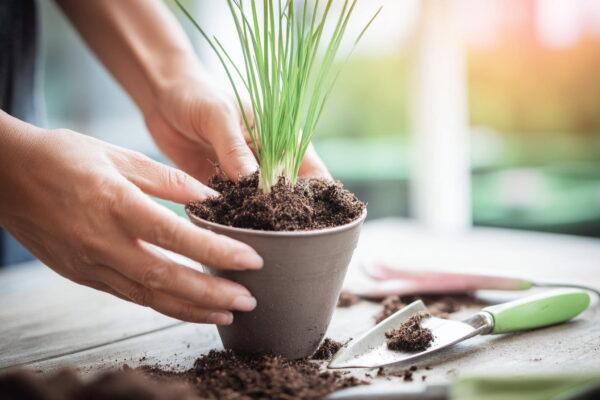 Schnittlauch richtig pflanzen – einfache Anleitung im Topf Schnittlauch wird in einen Topf mit frischer Erde eingepflanzt