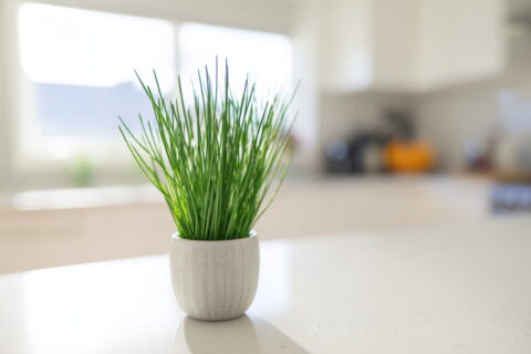 Frischer Schnittlauch im Topf auf einer hellen Küchenarbeitsplatte