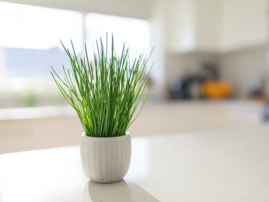 Frischer Schnittlauch im Topf auf einer hellen Küchenarbeitsplatte